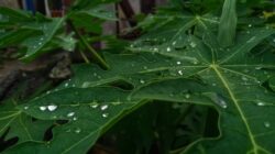 ERTXR5 ilustrasi gambar daun pepaya