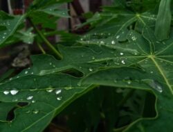 10 Daun ini Mungkin di Sekitar Rumah Anda, Terbukti Ampuh Turunkan Kolesterol Tinggi dan Gula Darah