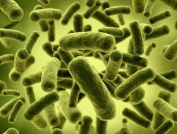 Ayo Kenali Jenis Bakteri Probiotik dan Manfaatnya untuk Kesehatan Tubuhmu