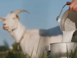 Ini 5 Manfaat Luar Biasa Susu Kambing untuk Tubuh Anda