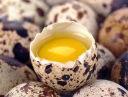 Apakah Telur Puyuh Bisa Dijadikan Camilan Untuk Anak?, Begini Menurut Ahli